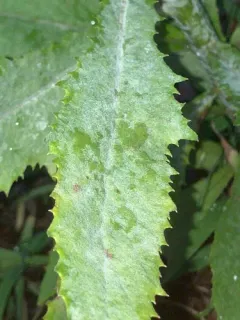 Golovinomyces senecionis thumbnail 4