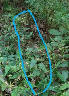 smaller white snakeroot thumbnail 3