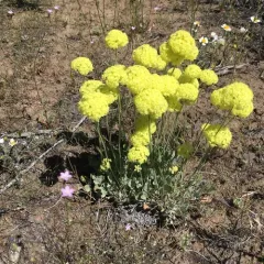 cushion buckwheat thumbnail 3