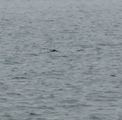Wilson's Storm-Petrel thumbnail 4