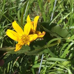 northern mule's ears thumbnail 2