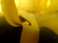 Kaleidoscope Jelly thumbnail 2