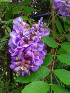 American wisteria thumbnail 2
