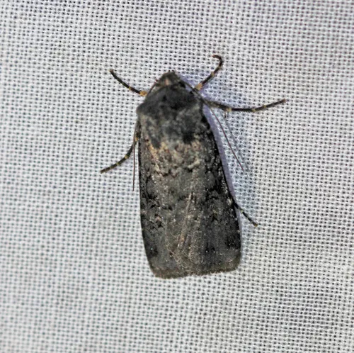 Fleece-winged Dart