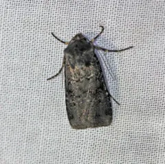 Fleece-winged Dart thumbnail 1