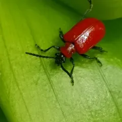 Lily Leaf Beetle thumbnail 4