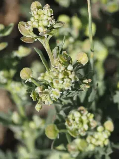 Branched Pepper-grass thumbnail 3