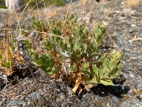Whitney's goldenbush