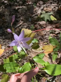 Small-leaved Plantain Lily thumbnail 3