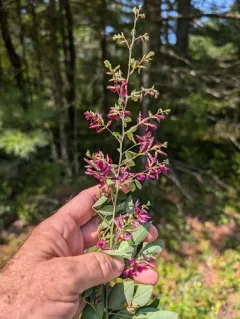 Thunberg's lespedeza thumbnail 4