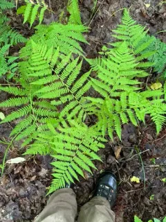 northern lady fern thumbnail 4