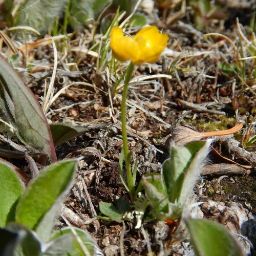 Northern Buttercup