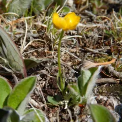 Northern Buttercup thumbnail 1