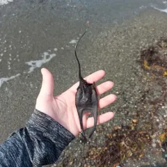 Winter Skate thumbnail 4