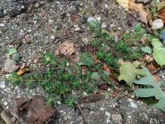 prostrate sandmat thumbnail 2