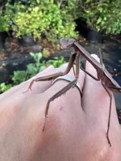 Narrow-winged Mantis thumbnail 4