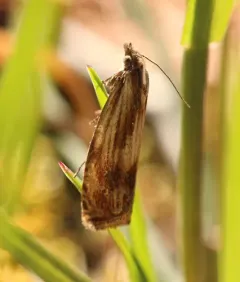 Beautiful Eucosma Moth thumbnail 4