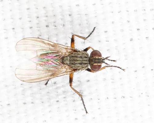 Coenosia lata