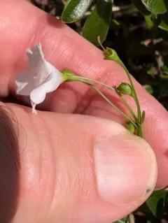 tenlobe false foxglove thumbnail 3