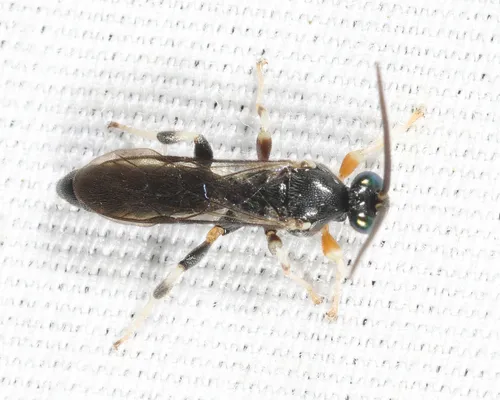Leurus caeruliventris