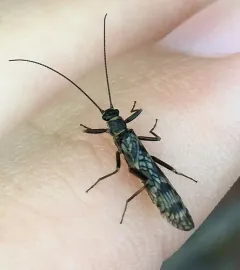 Common Forestfly thumbnail 2