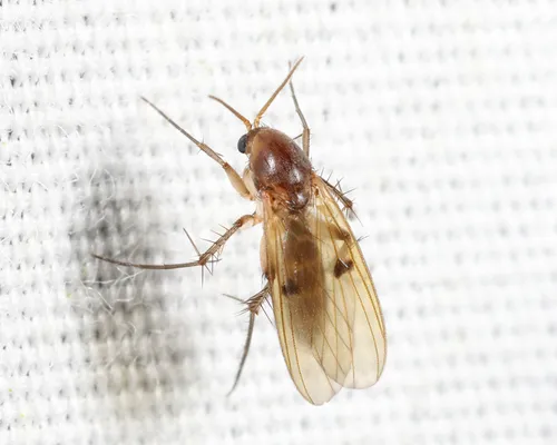 Mycetophila unipunctata
