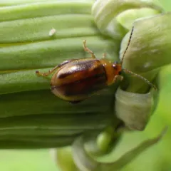 Belly-banded Flea Beetle thumbnail 2