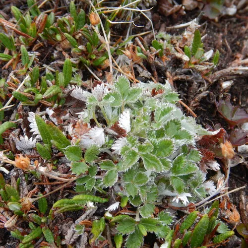 Potentilla crebridens