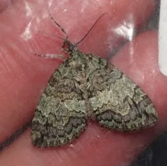Renounced Hydriomena Moth thumbnail 1