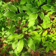 Small-leaved Plantain Lily thumbnail 4