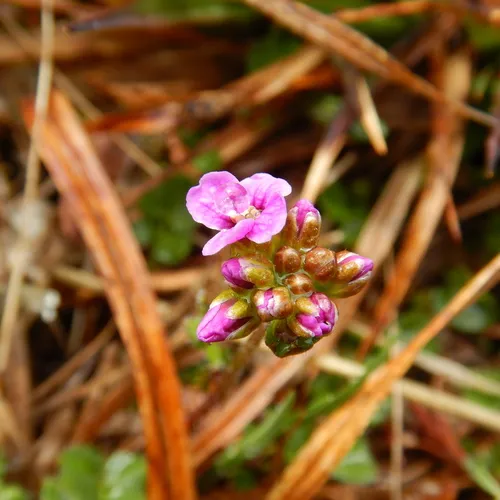 Purple Bitter-cress
