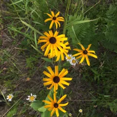 black-eyed Susan thumbnail 5