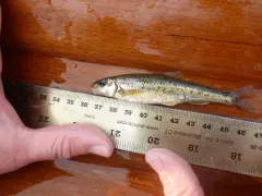 Gravel Chub thumbnail 3