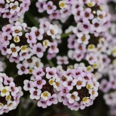 sweet alyssum thumbnail 2