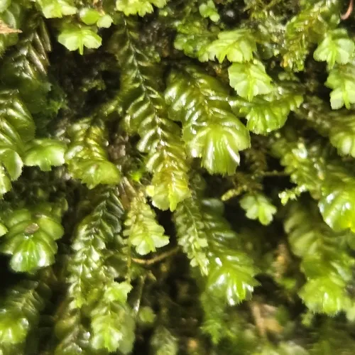 lesser featherwort
