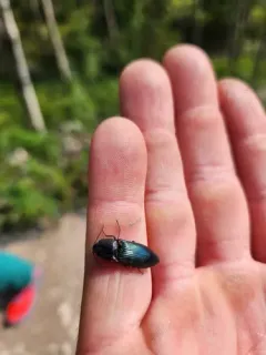 Metallic Click Beetle thumbnail 3
