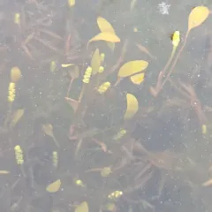 ribbon-leaved pondweed thumbnail 2