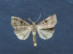 Square-spotted Dart thumbnail 2