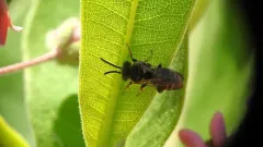 Canadian Cellophane-cuckoo Bee thumbnail 4