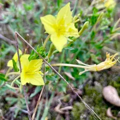 Lesser Four-point Evening-primrose thumbnail 4