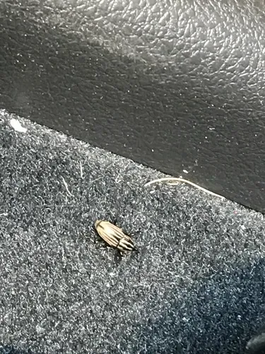 Sedge Billbug Weevil