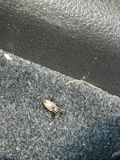 Sedge Billbug Weevil thumbnail 1