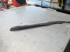Pacific Lamprey thumbnail 2
