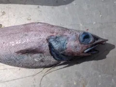 Pacific Flatnose thumbnail 3