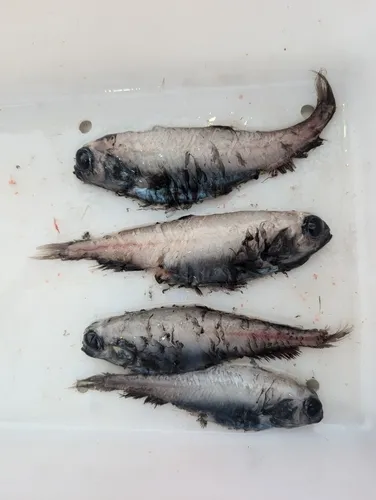 Stout Blacksmelt