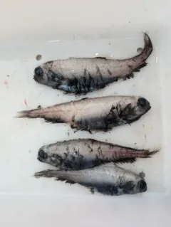 Stout Blacksmelt thumbnail 1