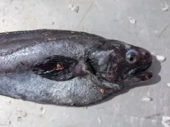 Ragfish thumbnail 4