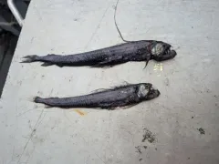 Pacific Viperfish thumbnail 2