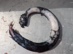 Longfin Dragonfish thumbnail 3