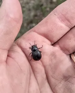 Stenomorpha polita thumbnail 3